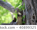 Squirrel of Yakumo 40899325