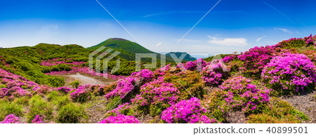 Blooming Miyamakirishi and fresh greenery at Kirishima Geopark Blooming Miyamakirishi and fresh greenery at Kirishima Geopark 40899501