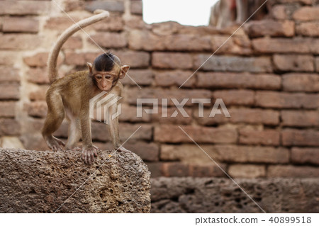 Monkey in a zoo. 40899518