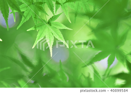 青葉楓 40899584