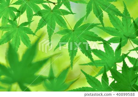 青葉楓 40899588