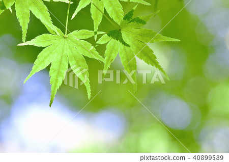 青葉楓 40899589