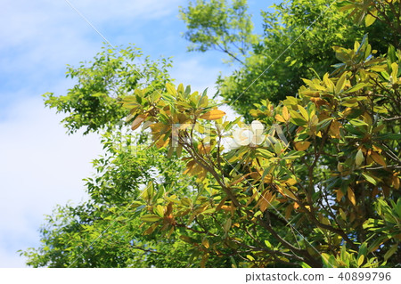 Taisambok花 40899796
