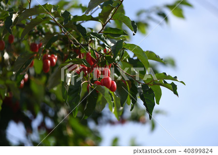 Nutsumi的果實 40899824