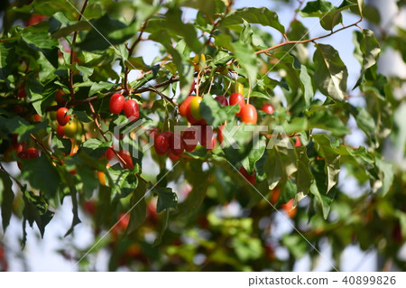 Nutsumi's fruit Nutsumi's fruit 40899826