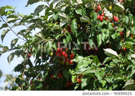 Nutsumi's fruit Nutsumi's fruit 40899828
