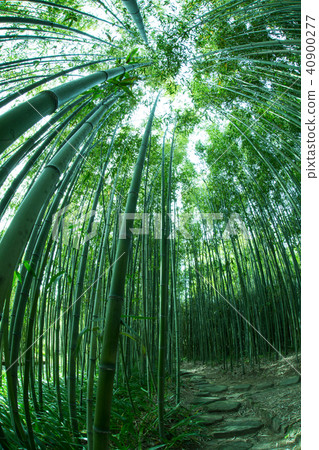 Rakuishi Bamboo Park Rakuishi Bamboo Park 40900277