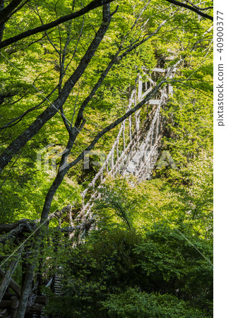 Oku Iya Double Kazura Bridge 40900377