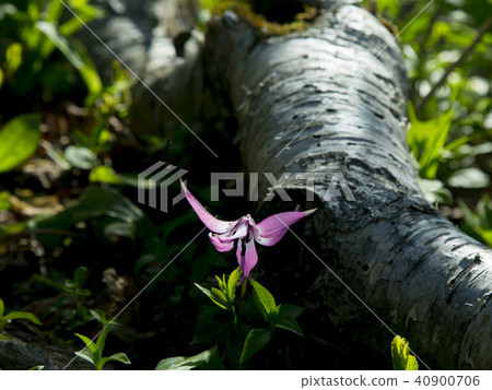 Mt. Seolak 40900706