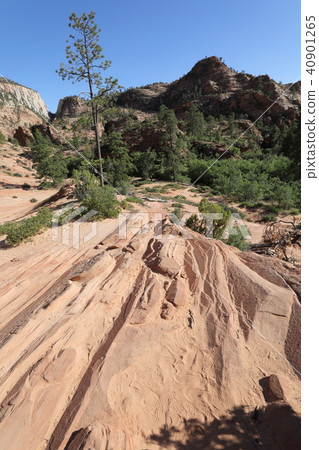 錫安國家公園 40901265
