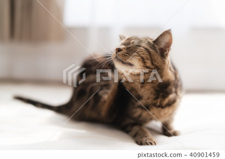 Itch cat Itch cat 40901459