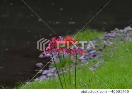 京都御苑玫瑰花和燕尾蝶 京都御苑玫瑰花和燕尾蝶 40901736