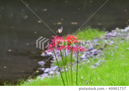 京都御苑玫瑰花和燕尾蝶 京都御苑玫瑰花和燕尾蝶 40901737