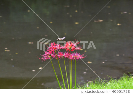 京都御苑玫瑰花和燕尾蝶 京都御苑玫瑰花和燕尾蝶 40901738