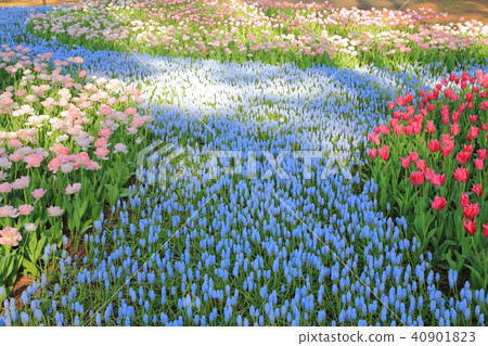 Nemophila Tulip Hitachihama Beach Park Nemophila Tulip Hitachihama Beach Park 40901823