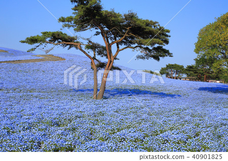 Nemophila Tulip Hitachihama Beach Park Nemophila Tulip Hitachihama Beach Park 40901825