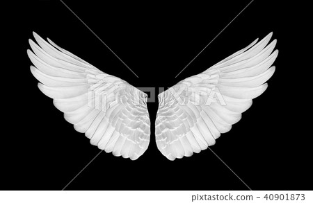 Pinion on the sprawling white 40901873