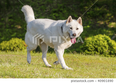 Kishu Inu, Japanese dog, natural monument, Japan's three major dogs, rare dog Kishu Inu, Japanese dog, natural monument, Japan's three major dogs, rare dog 40901890