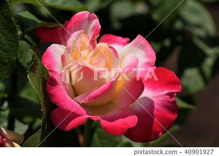 玫瑰(雙喜) 玫瑰(雙喜) 40901927