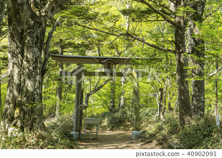 Torii shrine Torii of the mountain path 40902091