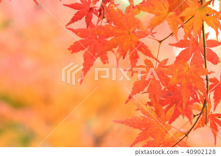 maple leaves maple leaves 40902128