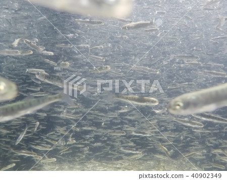 三文魚炒(游泳) 三文魚炒(游泳) 40902349