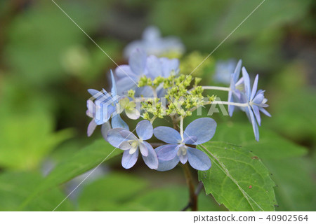 Yamah hydrangea (sword dance) Yamah hydrangea (sword dance) 40902564