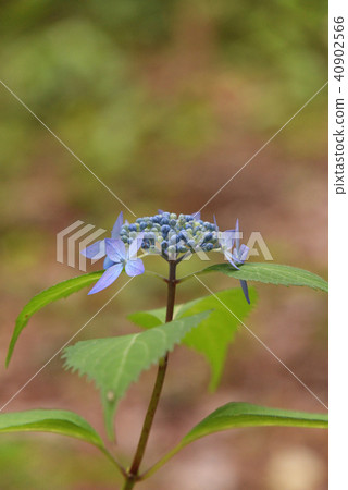 Yamaha hydrangea (Maihwa) Yamaha hydrangea (Maihwa) 40902566