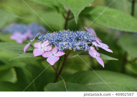 Yamah hydrangea (black bearded hydrangeas) 40902567