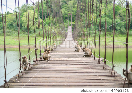 Monkeys sitting on wooden Suspension bridge Monkeys sitting on wooden Suspension bridge 40903178