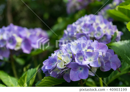 繡球 繡球 40903199