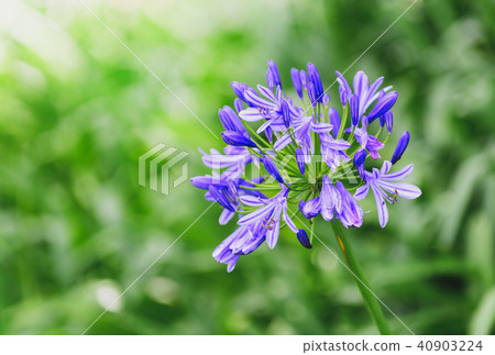 Beautiful flower. Blue Agapanthus in garden. Beautiful flower. Blue Agapanthus in garden. 40903224