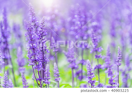 beautiful Lavender flower in garden beautiful Lavender flower in garden 40903225