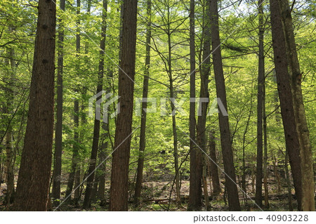 Mizunaki Mountain Nature Park Mizunara in the forest road north side, beech fresh green 40903228