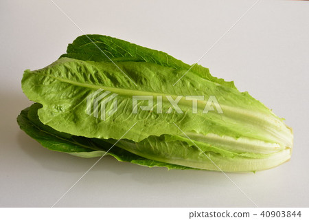 Romaine lettuce Romaine lettuce 40903844