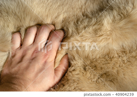 Young man touches fur. Beautiful background. 40904239