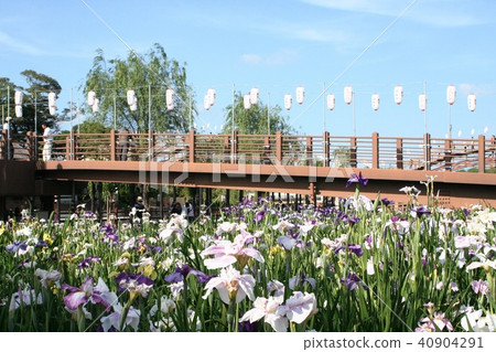 Waterfall Suicide Ayame Festival Waterfall Suicide Ayame Festival 40904291