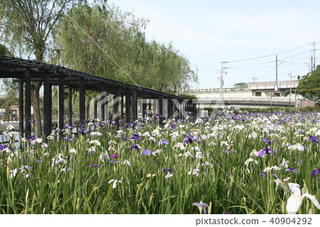 Waterfall Suicide Ayame Festival 40904292