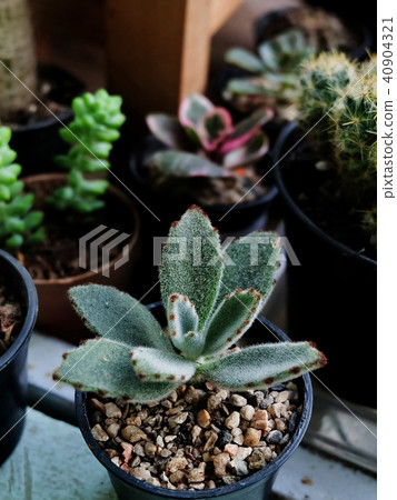 Kalanchoe tomentosa, succulent on pot 40904321