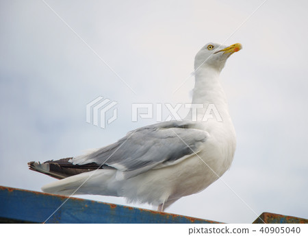 Seeagull on a beach on the English 40905040