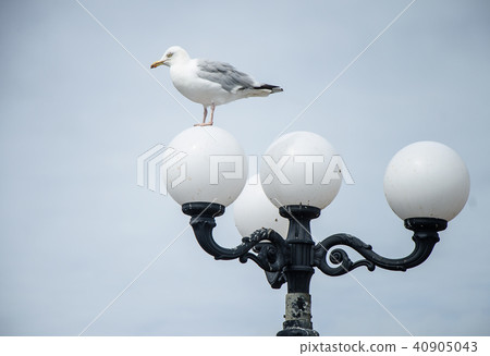 Seagull sitting on a lamp 40905043
