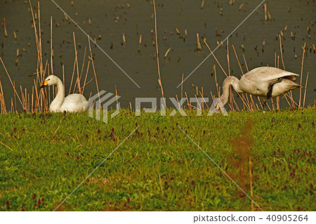 羅湖之春 羅湖之春 40905264
