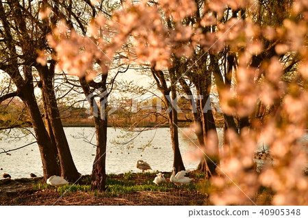 羅湖之春 羅湖之春 40905348