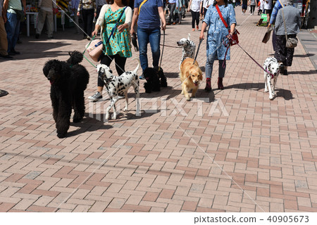 A walk of my dog at Karuizawa Ginza 40905673