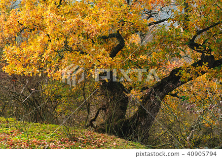 Autumn time of the year. Autumn time of the year. 40905794
