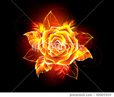 Blooming fire rose 40905934