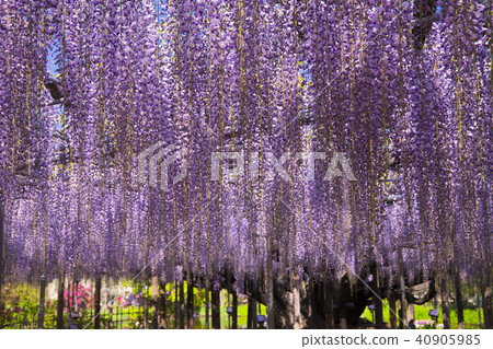 Wisteria flowers in full bloom 40905985