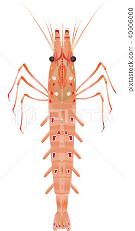 Button shrimp - Stock Illustration [40906000] - PIXTA
