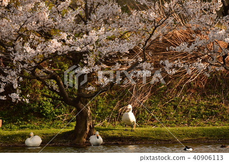 中城的天鵝 40906113