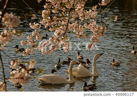 Swan in the Midtown Swan in the Midtown 40906117